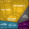 p_xs