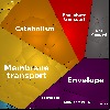 tki_f_p