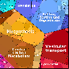 crt_diff1